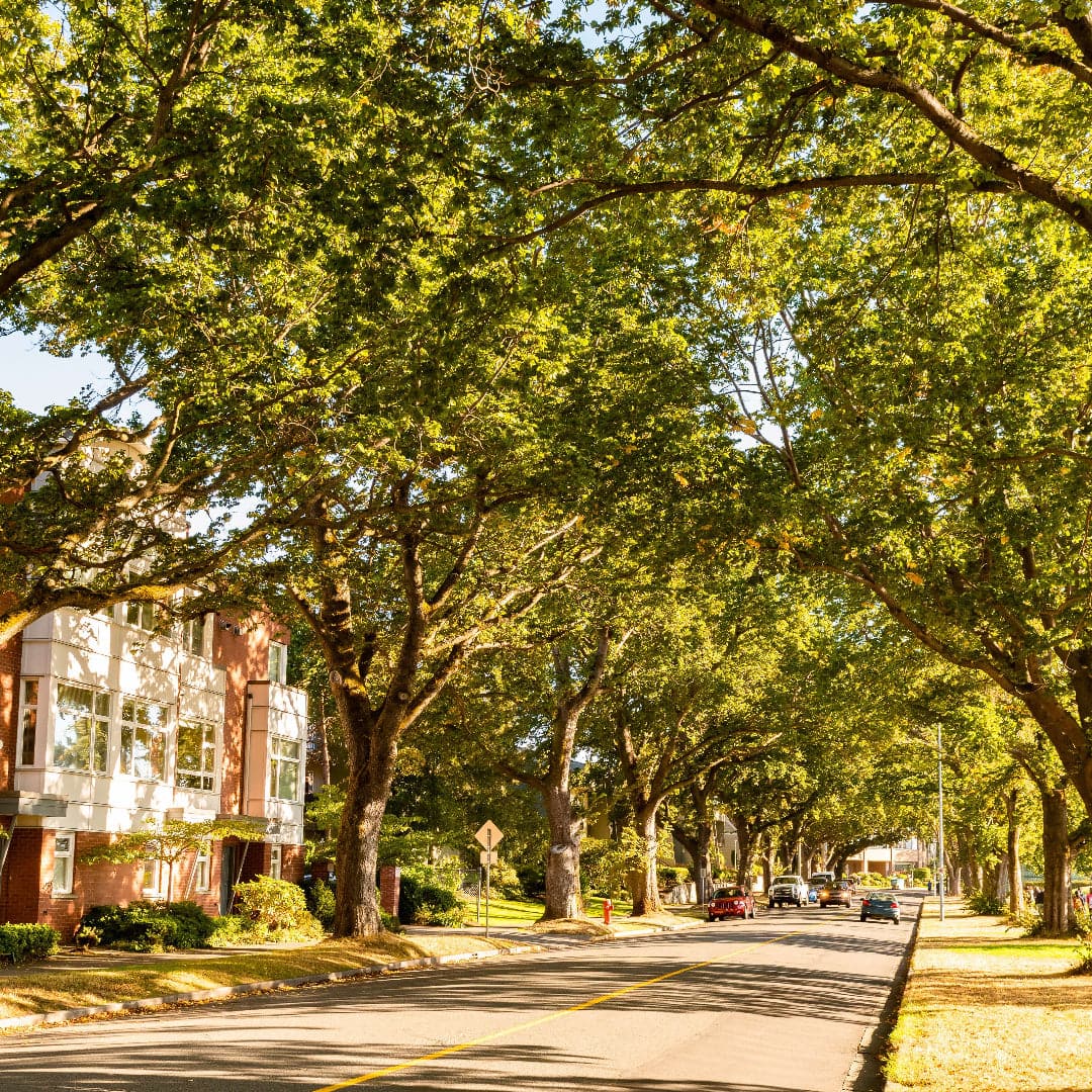 A street in Houston shaded by a full canopy of mature oak trees