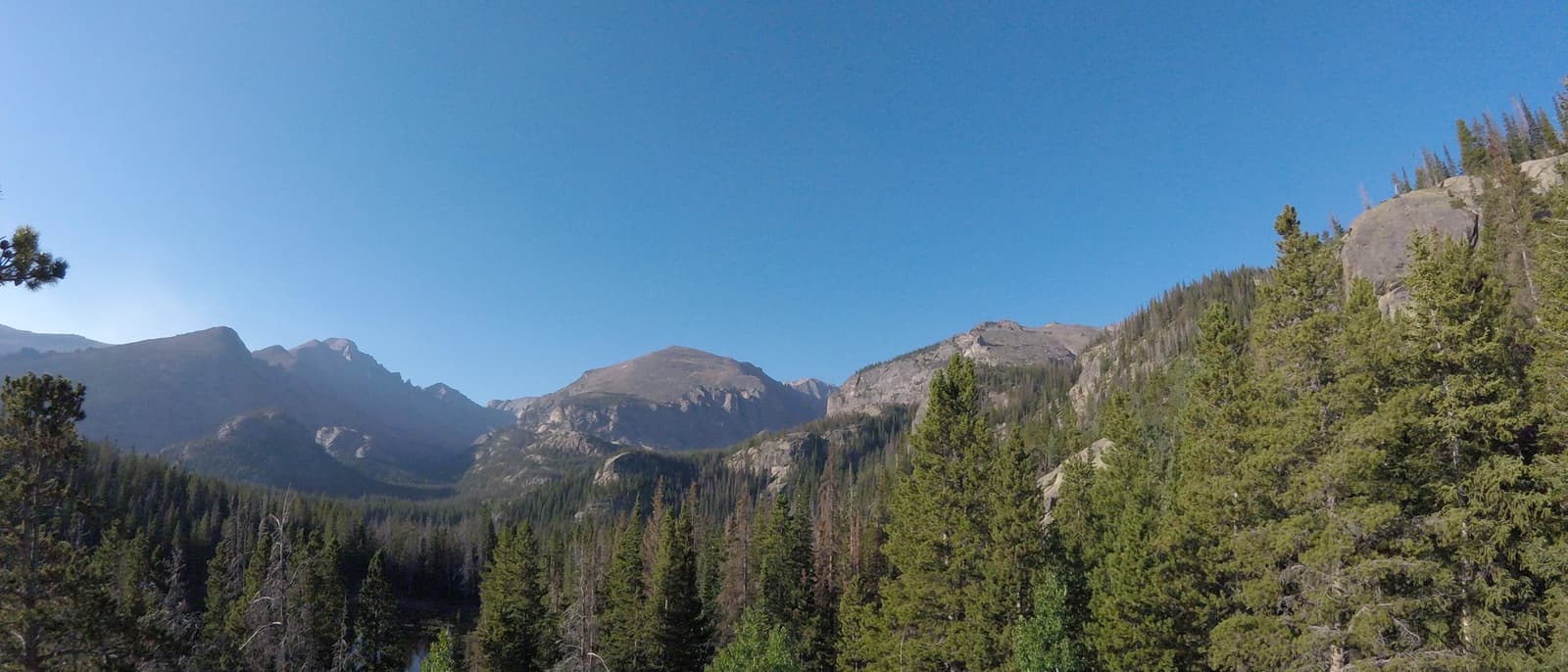 Evergreen forest rising toward Rocky Mountain peaks — the kind of landscape reforestation protects