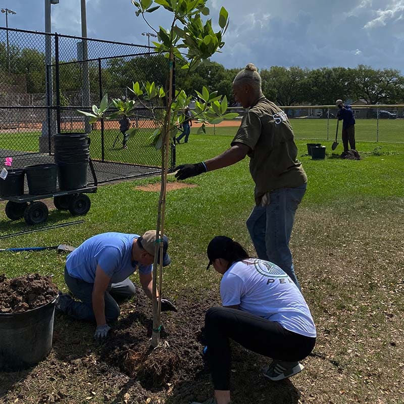 Tree Peace volunteers planting a young tree at a Houston park